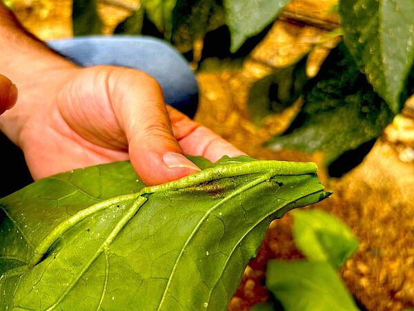 Thrips parvispinus  Identifizierung und Bekmpfung von Tabak-Thripsen