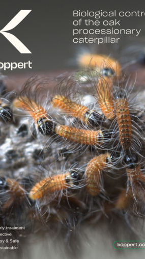 Oak Processionary Moth Thaumetopoea processionea Brochure EN