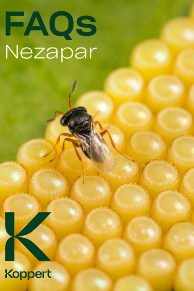 FAQ Nezapar
