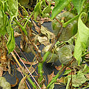Pepper damage caused by Stem and fruit rot of Capsicum Phytophthora capsici