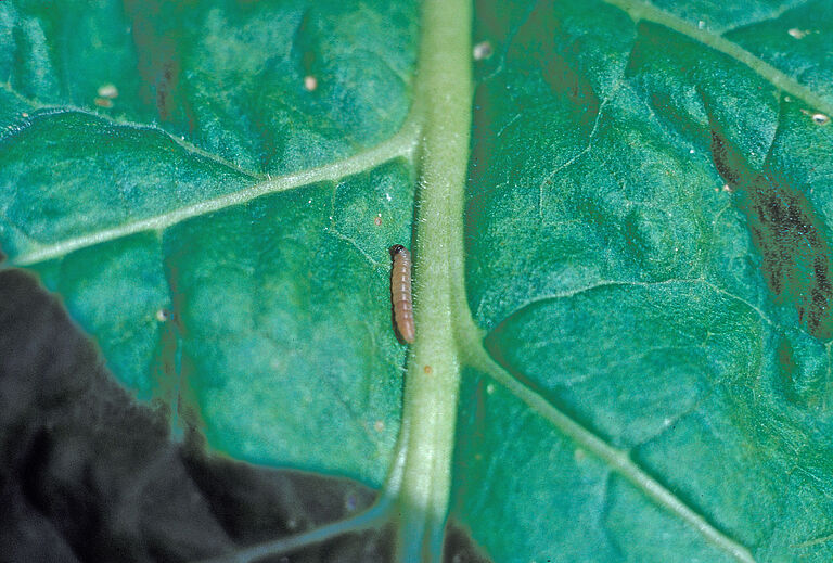Potato tuber moth Phthorimaea operculella