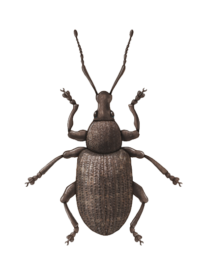 Vine weevil Otiorhynchus sulcatus adult