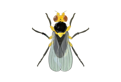 Minierfliegen