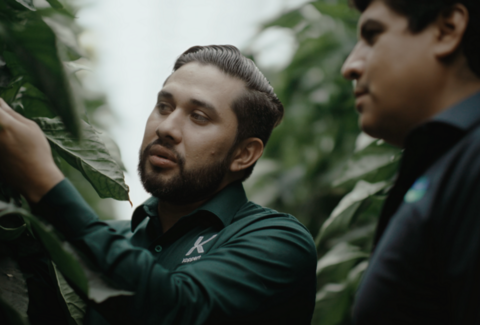 La Hacienda Fresh steigert die Rentabilität der Kulturen dank biologischer bekämpfung