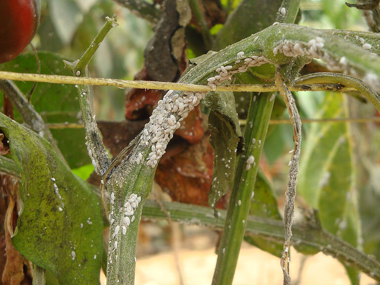 Citrus mealybug Planococcus citri infestation on stem