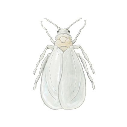 Greenhouse whitefly Trialeurodes vaporariorum adult