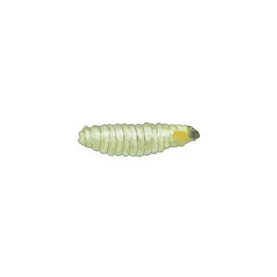 Tomato leaf miner Liriomyza bryoniae larva
