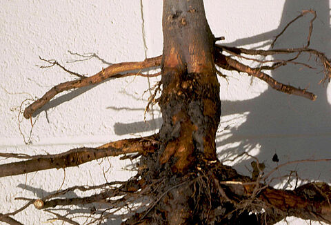 Kragenfäule beim Apfel