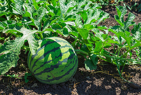 Melone