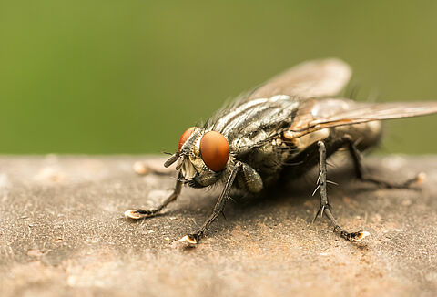 House fly