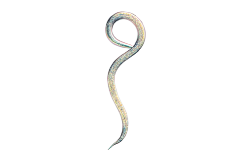 Nützliche Nematoden