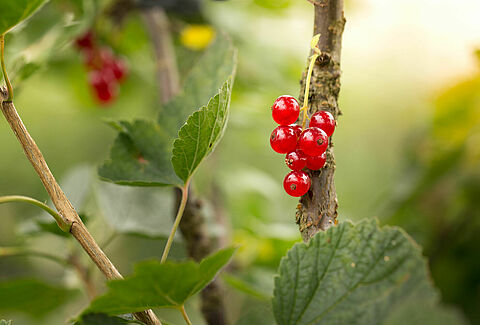 Rote Johannisbeere