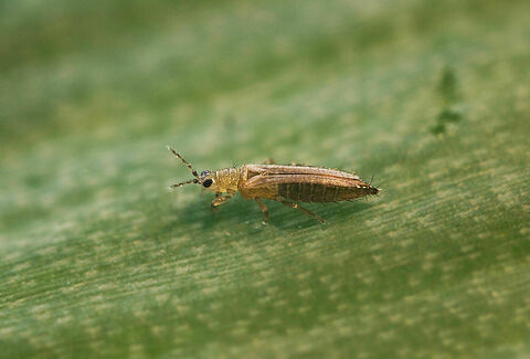Tabakthrips
