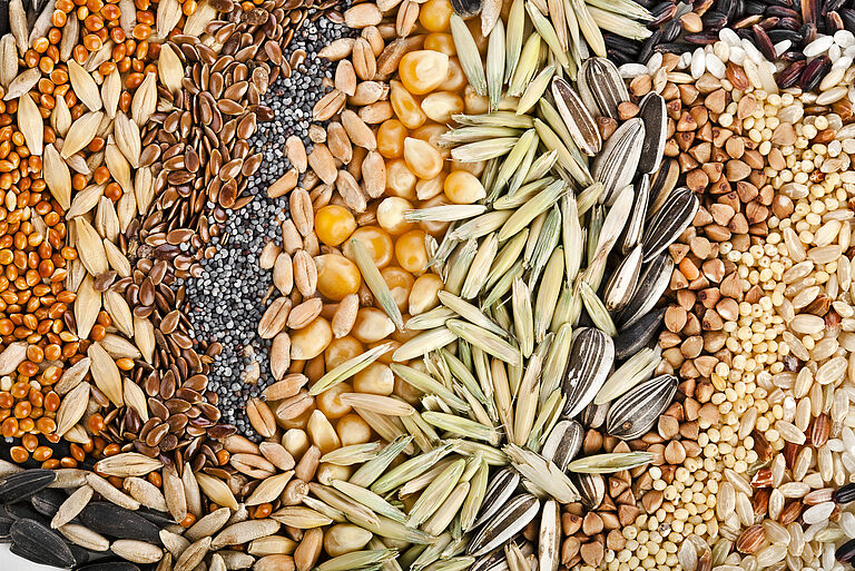 what is seed treatment