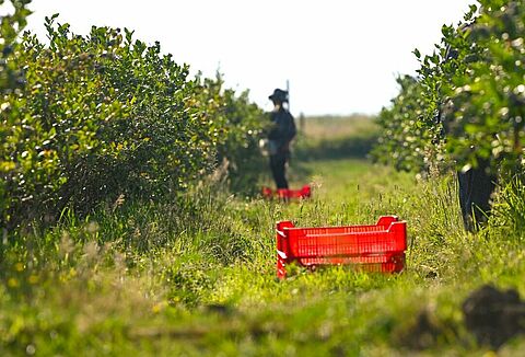 Ja, ich bin mit dem Natupol Booster und den Dienstleistungen von Koppert zufrieden!