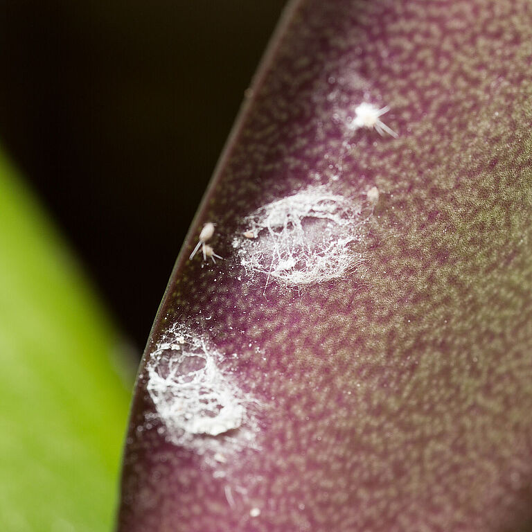 Long-tailed mealybug Pseudococcus longispinus infestation