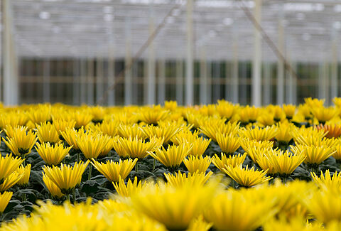 Chrysanthemen