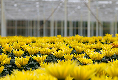 Chrysanthemen