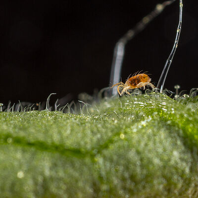 Two-spotted spider mite Tetranychus utricae