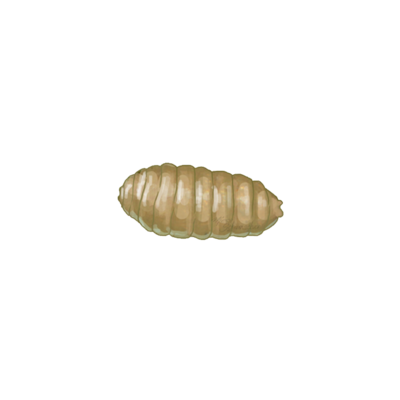 Tomato leaf miner Liriomyza bryoniae pupa