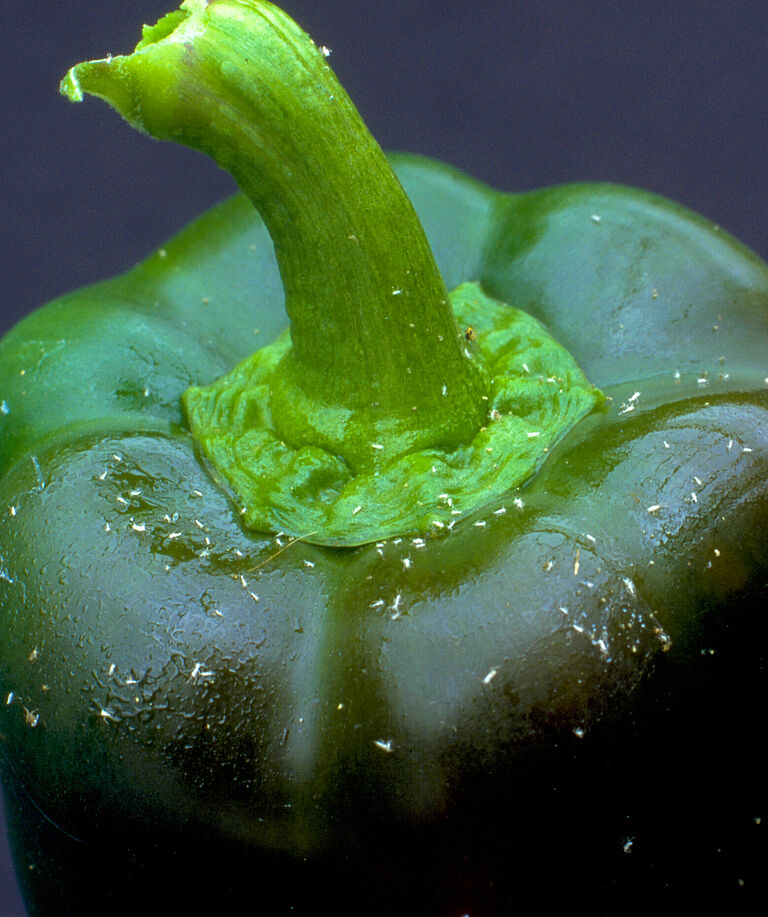 Sweet pepper damage caused by Green peach aphid Myzus persicae