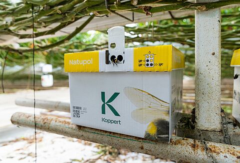 Wie man Hummeln bei Kälte schützt