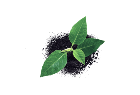 Gesundheit der Pflanzen