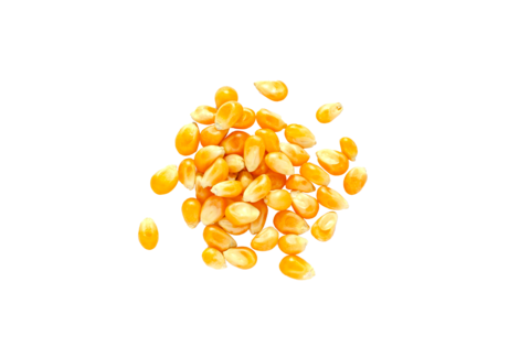 Biologische Saatgutbehandlung