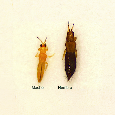 Thripse parvispinus Erwachsener