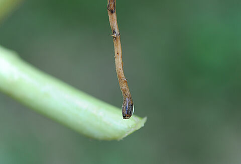 Schwarze Wurzelfäule von Kürbisgewächsen