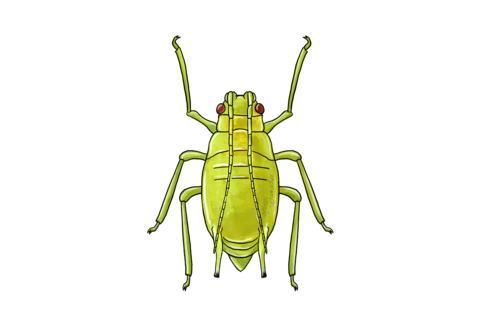 Green peach aphid Myzus persicae illustration of Adult stage