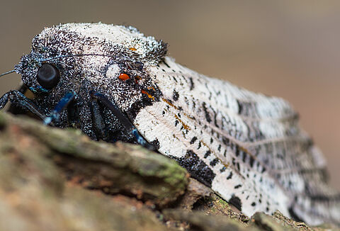 Leopard moth