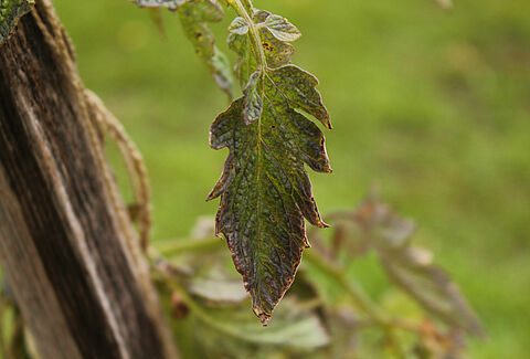 Verticillium-Welke