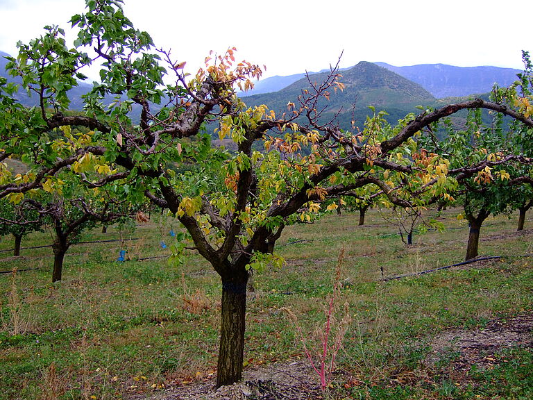 Capnodis tenebrionis Beetle Damage on Apricot tree