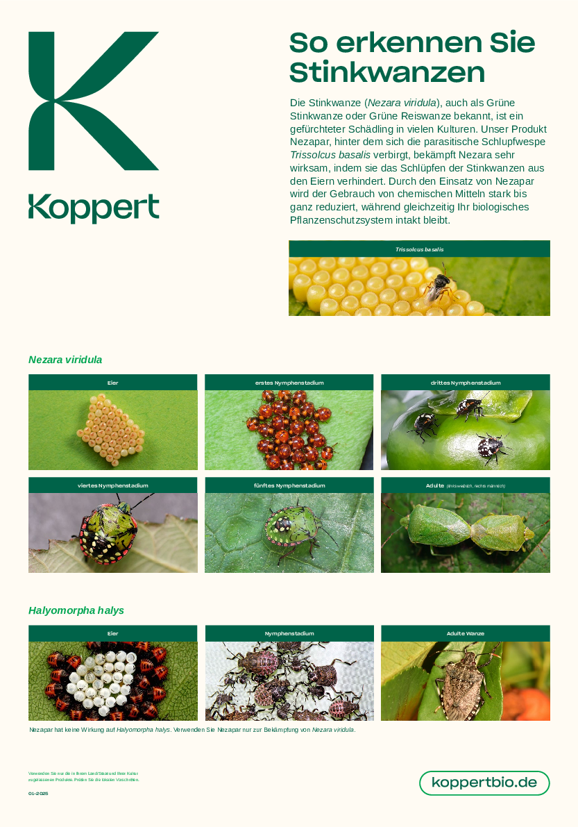 Erkennen Sie Stinkwanzen