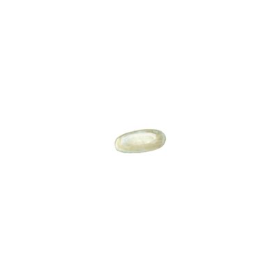 Tomato leaf miner Liriomyza bryoniae egg