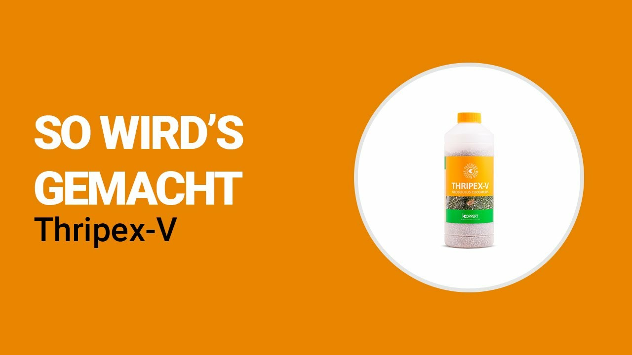 So wird’s gemacht - Koppert Thripex-V