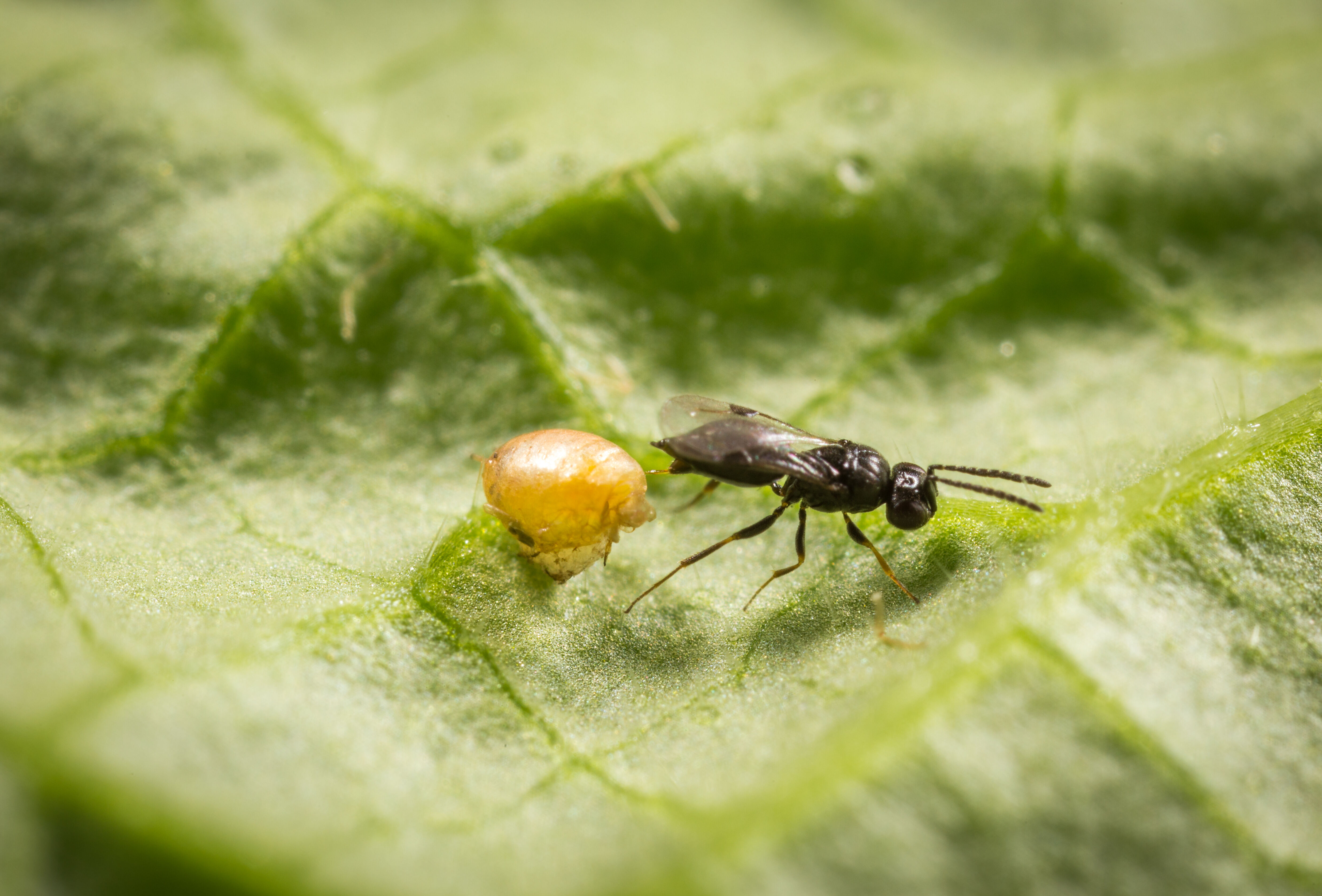 Behalten Sie Hyperparasiten im Auge!