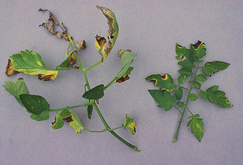 Bakterienwelke bei Tomaten