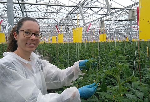 Nematoden etablierte Lösung für Nesidiocoris in Frankreich