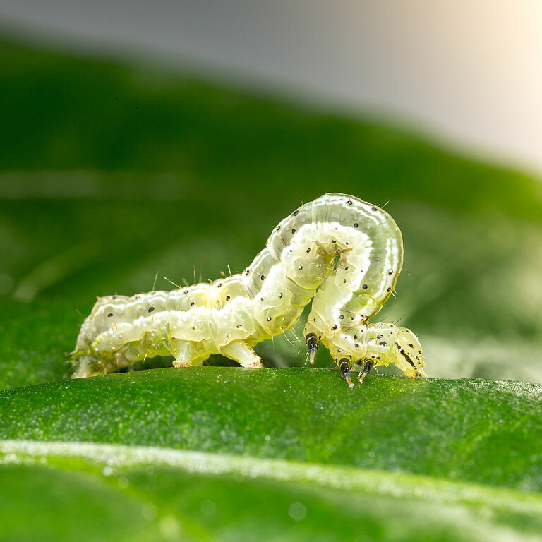 Golden twin-spot moth Chrysodeixis chalcites Larva
