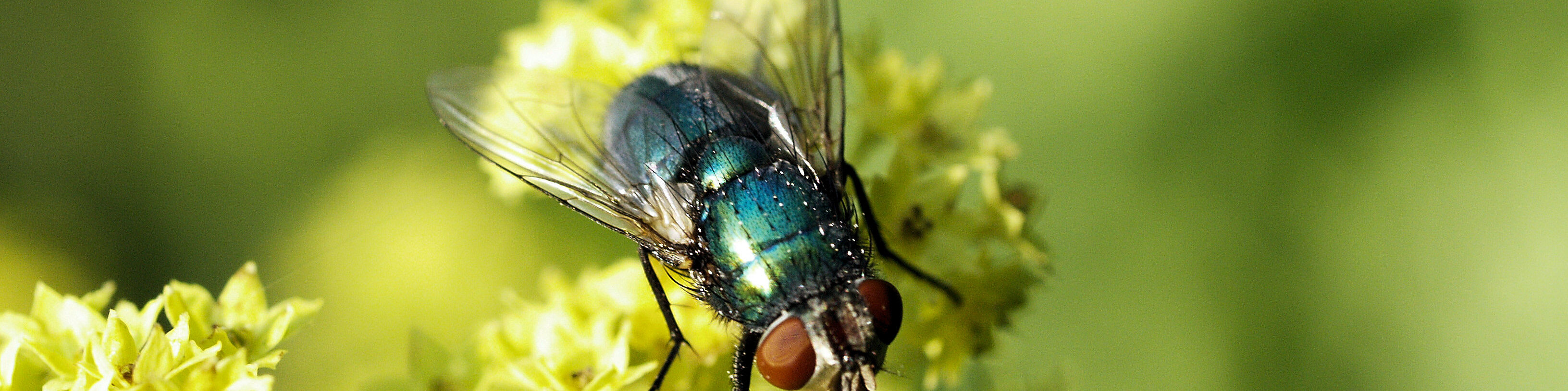 Checkliste für die Bestäubung mit Natupol Fly