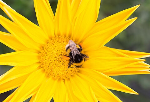 Wie man Hummeln vor Hitze schützt