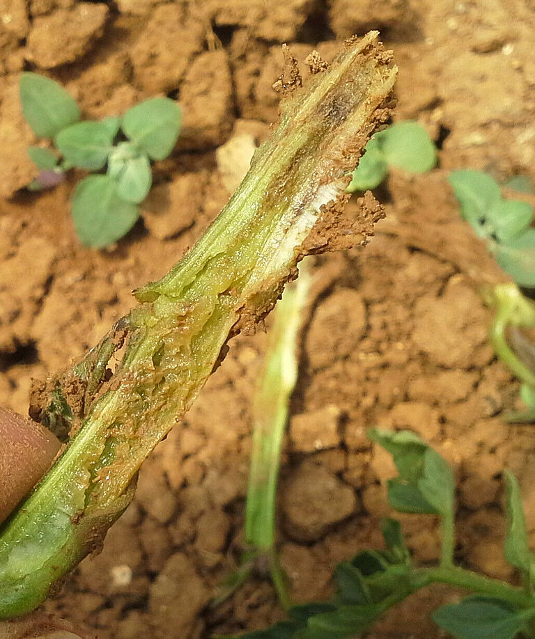 Vascular necrosis in Tomato caused by Basal rot Fusarium oxysporum