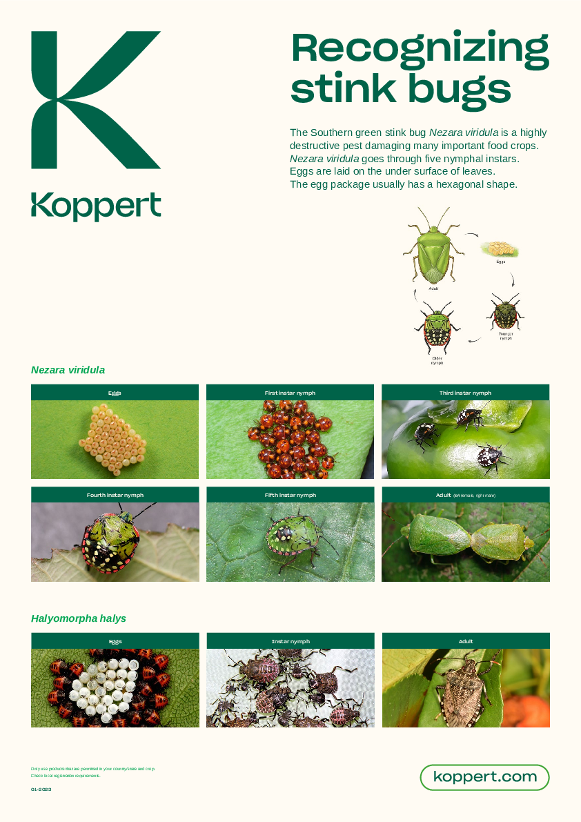 Erkennen von Stinkwanzen