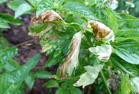 Dürrfleckenkrankheit