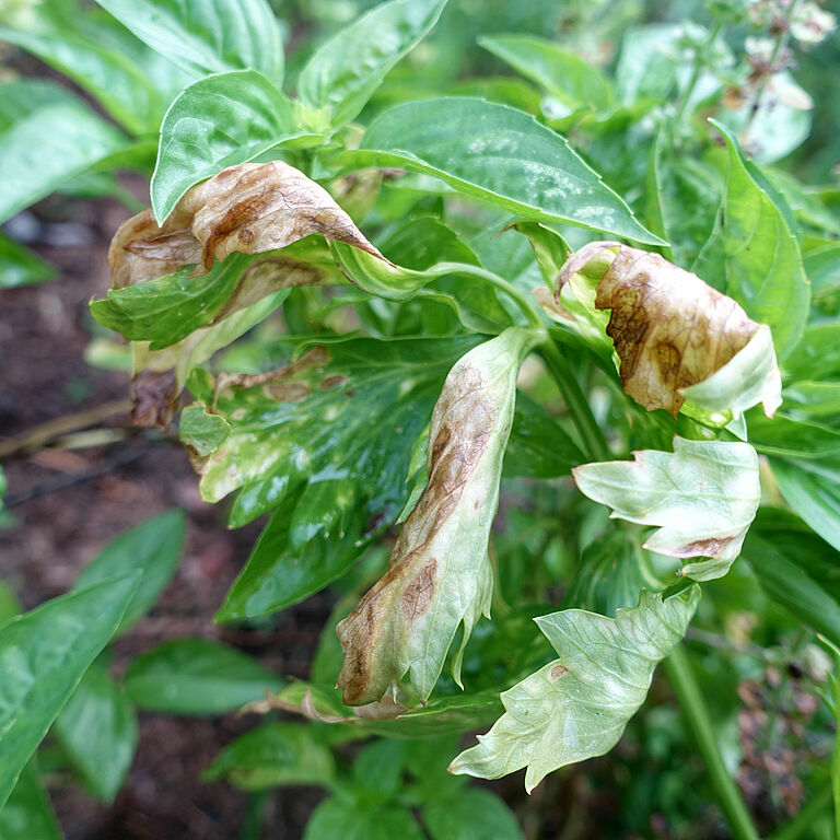 Early blight Alternaria radicina damage symptoms on celery leaves
