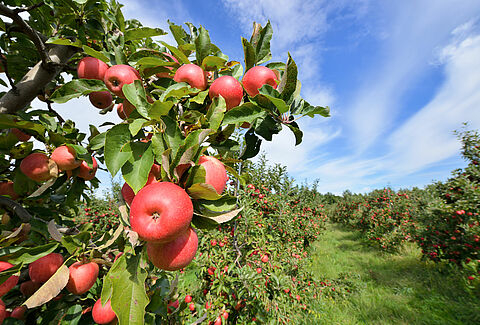 Apfel