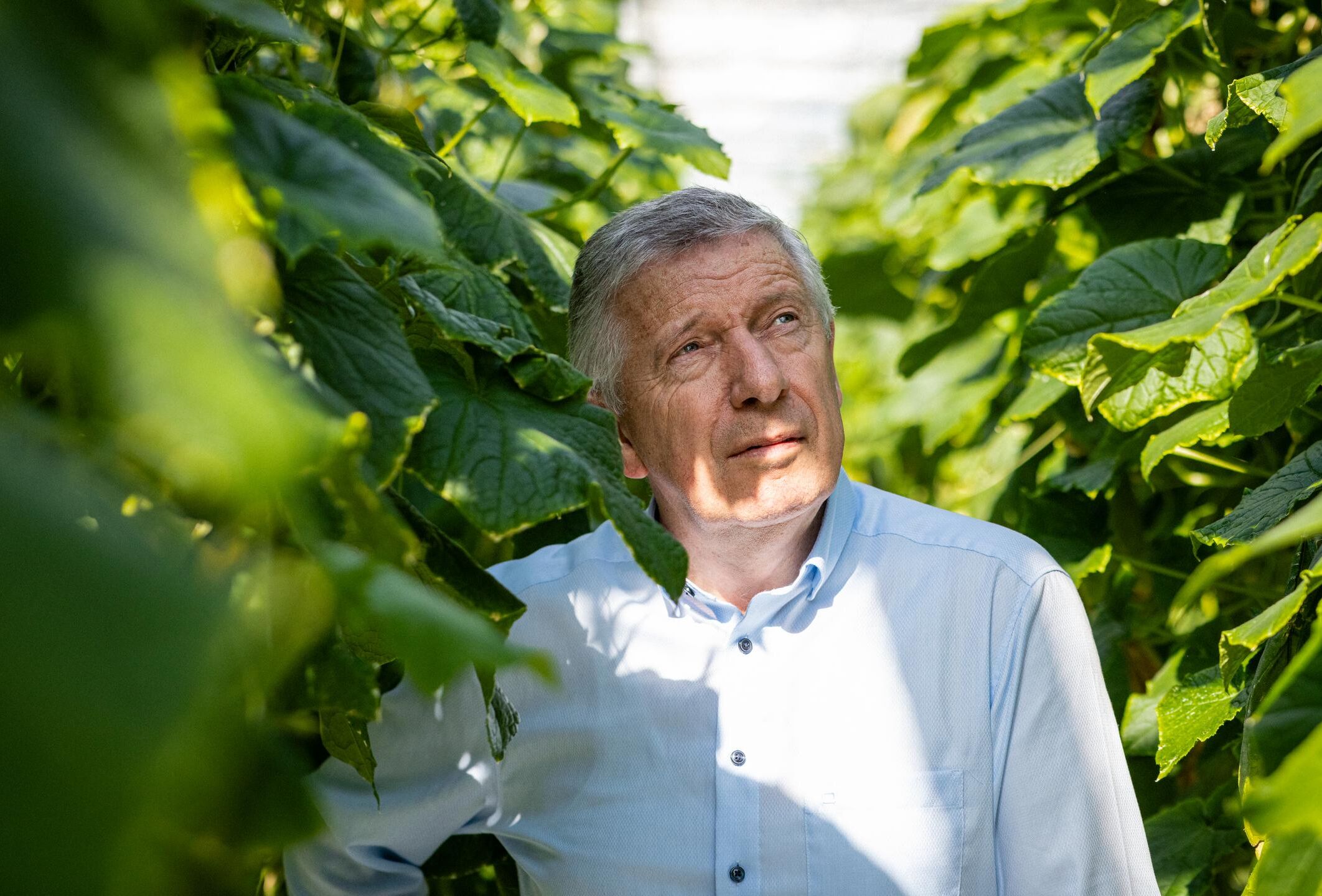 Wie eine kleine Raubmilbe den Grundstein für die heutige biologische Schädlingsbekämpfung legte