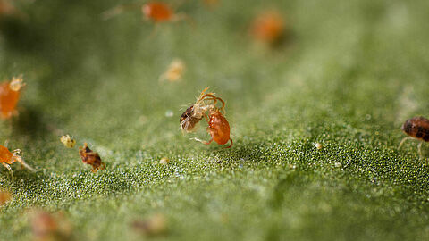 Phytoseiulus_persimilis-94.jpg